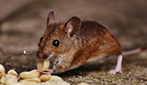24 Hour & Emergency Exterminators in Dawes, WV